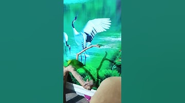 cucak ranting medan jinak non sangkar