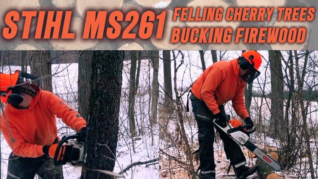 STIHL MS261 Chainsaw Cutting Down Cherry Trees for Firewood - YouTube