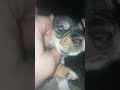 16 day old puppy give her a like and drop a comment for a name