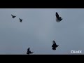 🖐В  гостях у Александра смотрим Николаевских голубей 🔥💪👍