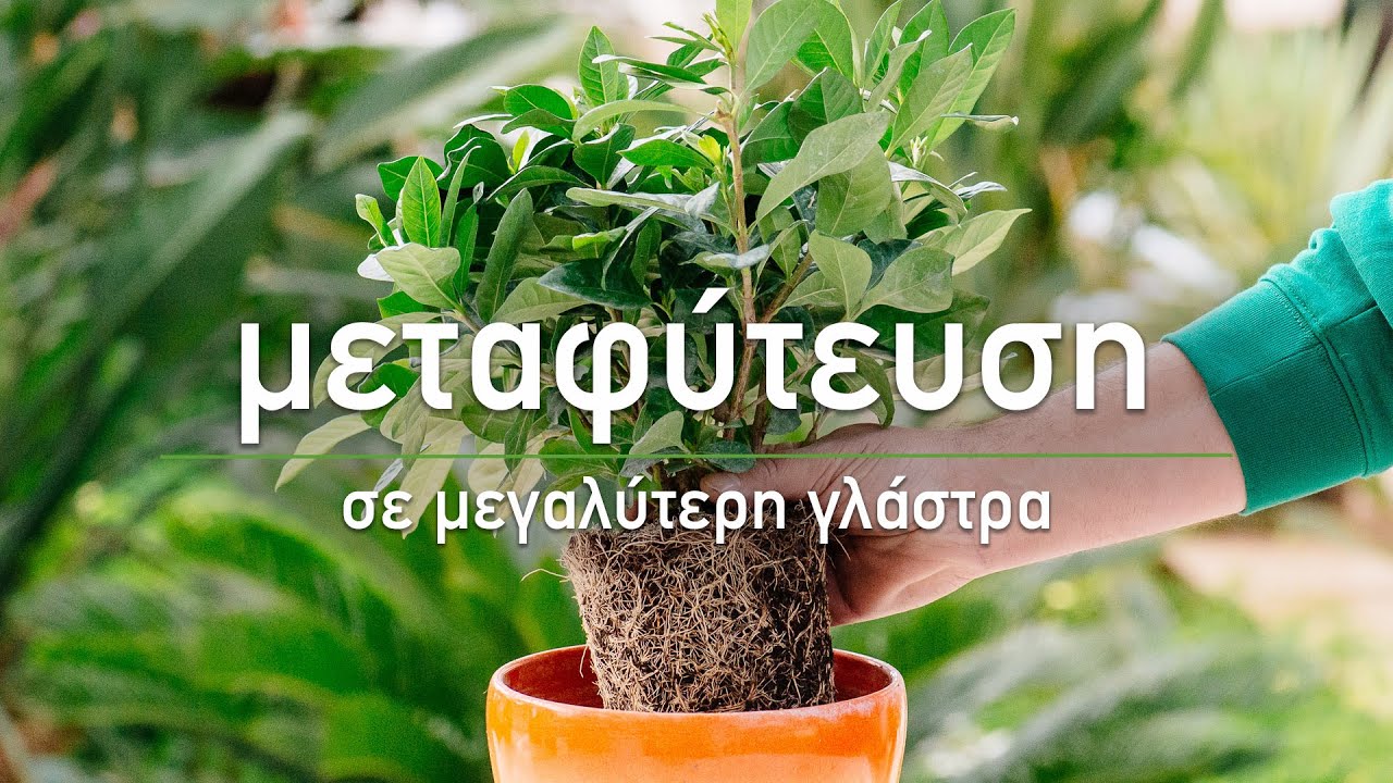 φυτά αδυνατίσματος στη Γκάνα