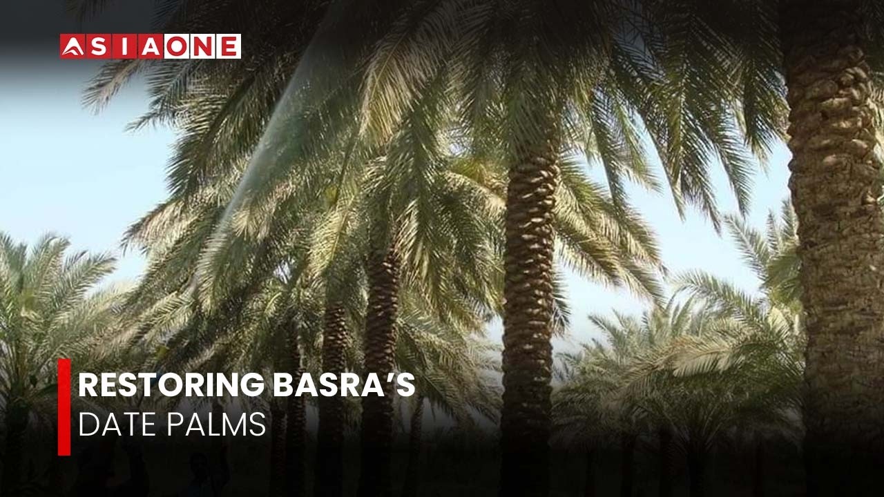 Iraq Uses Tissue Culture to Restore Date Palm Orchards | Basra Agricultural Innovation