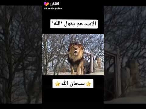 اسد يقول الله رهف برو شادي صبح خالد أبو عطيوي