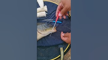 Cây gỡ lưỡi câu