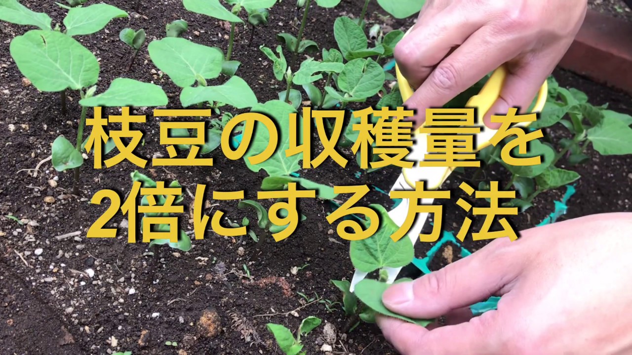 家庭菜園 枝豆の収穫量を倍にする方法 チョー簡単 Youtube