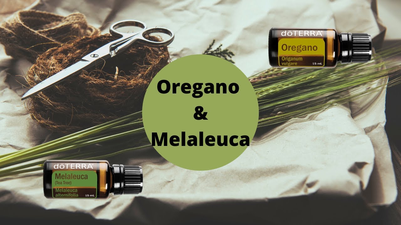 Oregano & Melaleuca Essential Oils YouTube