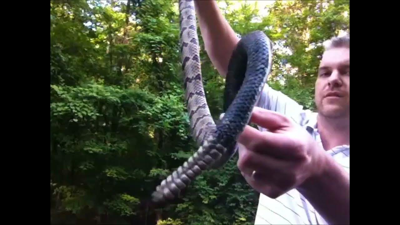Catching a Rattlesnake Barehanded! Save the Rattlesnake! Deer Camp