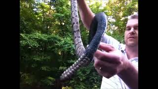 Catching a Rattlesnake Barehanded!  Save the Rattlesnake!  Deer Camp Productions