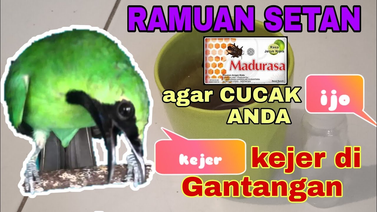 ramuan setan agar cucak ijo anda kejer kejer di gantangan