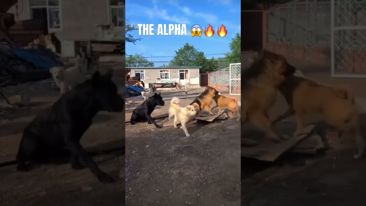 THE RESPECT AURA BOW DOWN Ctto Alpha Dogs Dogshorts Animals Respect