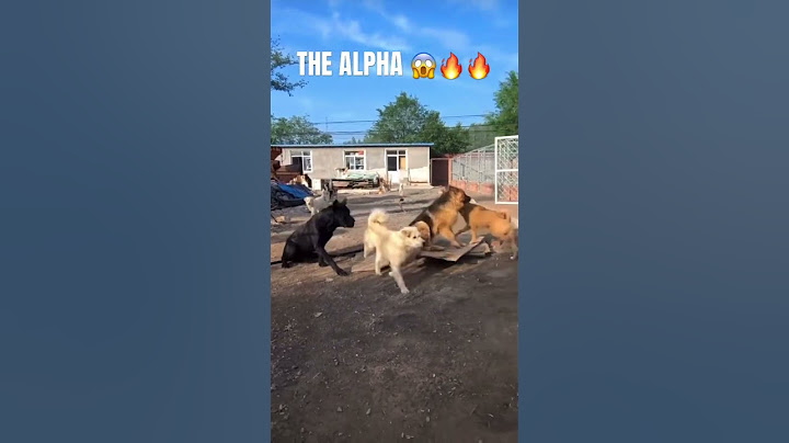 THE RESPECT. THE AURA. BOW DOWN. Ctto 🔥#alpha #dogs #dogshorts #animals #respect