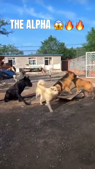 THE RESPECT. THE AURA. BOW DOWN. Ctto 🔥#alpha #dogs #dogshorts #animals #respect
