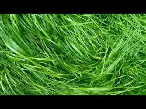 Walking barefoot through long grass (asmr)