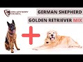 The Unique and Sociable Golden Shepherd: A Blend of German Shepherd and Golden Retriever