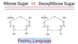 Difference between Ribose Sugar and Deoxyribose Sugar Pashtu Language
