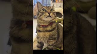 #funnycat #cat #cats #catsofinstagram #catlover #funnycats #catlife #kitten #cutecat