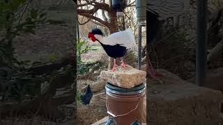 Espécie Rara De Galinha