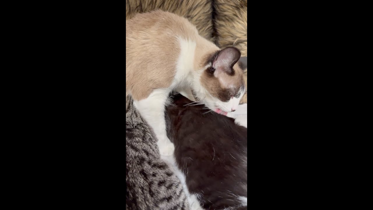Catpurrnicus grooming Minnie's kittens