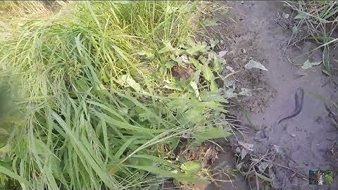 Bắt Cá Mắc Cạn Mùa Khô MTSN Tập 11