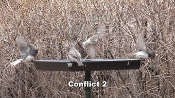 Junco Conflict Resolution