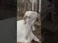 Deonar Bakra Mandi..#shorts #deonarbakra #deonarmandi #bakramandi #goats #bakra #animals #trending