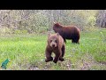 Bear cub decides to destroy trail camera