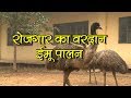 किसान करें EMU पालन | किसान करें रोजगार के तौर पे EMU पालन | रोजगार का साधनEMU पालन