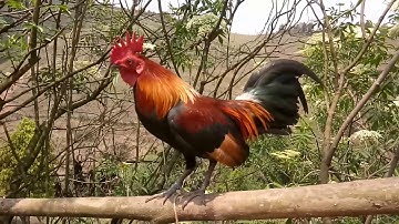 (ไก่ต่อเสี้อไก่ป่า) saib qaib dib noob qaib qus zoo nraug heev 24_3_2020