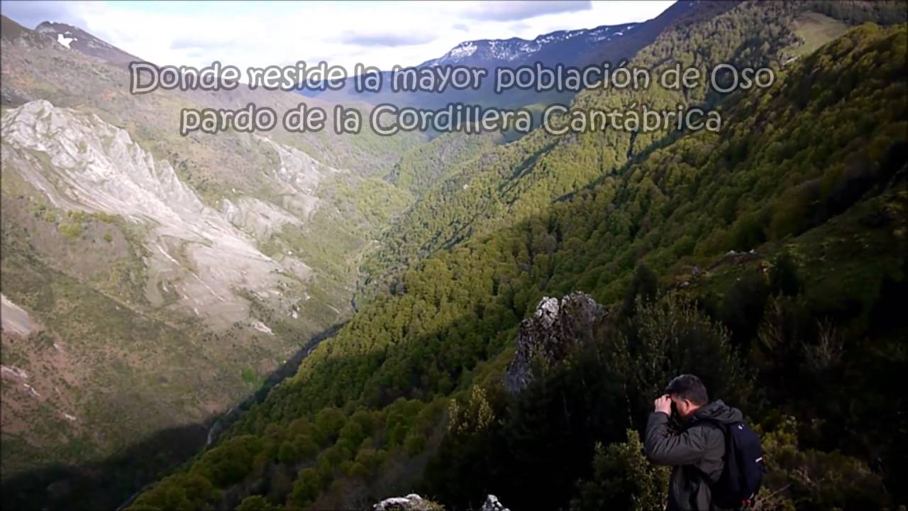 "Rastreando osos en el entorno del bosque de Muniellos" Nueva experiencia de Ecoturismo en Asturias