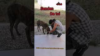 Norm Ender Faruk Sabancı Bulamazdım اغنية تركيا مترجمة Musique Turque Bursa Görükle Tömer Resimi