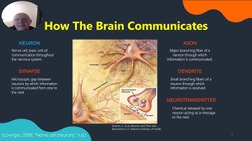 How The Brain Works Informative Speech
