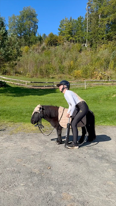 Pump it up trend with Black and Jack❤️ #shortsvideo #horse #pony