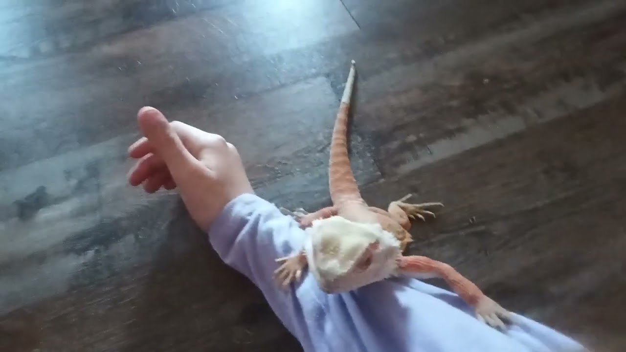 My bearded dragon named duke