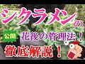 【シクラメン🌺】花が終わったらどうする🧐??花後の管理・休眠のさせ方をご紹介