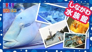 しながわ水族館