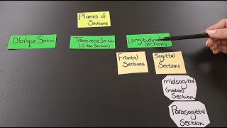 The 4 Anatomical Planes of Sections
