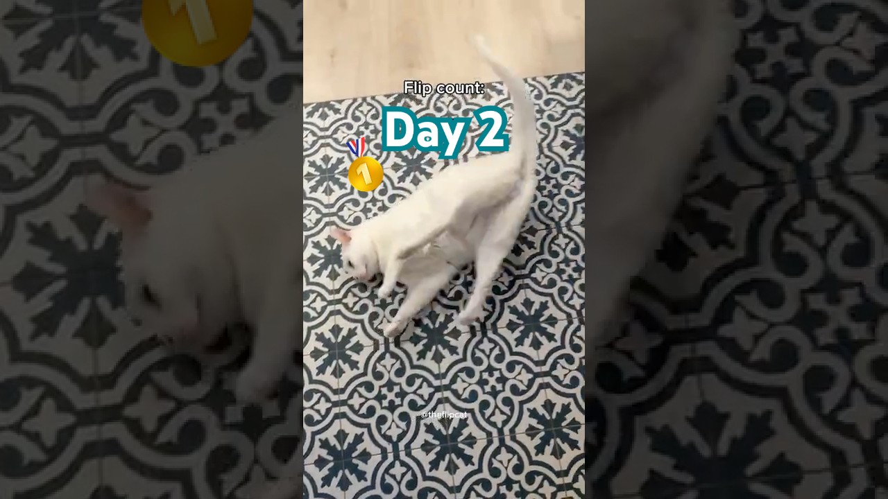 Второй день установления рекорда по флипу! 