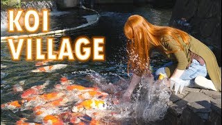Koi Village & the mountains where koi come from