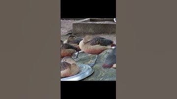 Lesser Whistling Duck, short video