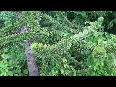 Video: Binnenbomen (35 Foto's): Apenboom En Slangenboom, Drakenboom En Levensboom, Koffie En Brood, Beschrijving En Verzorging