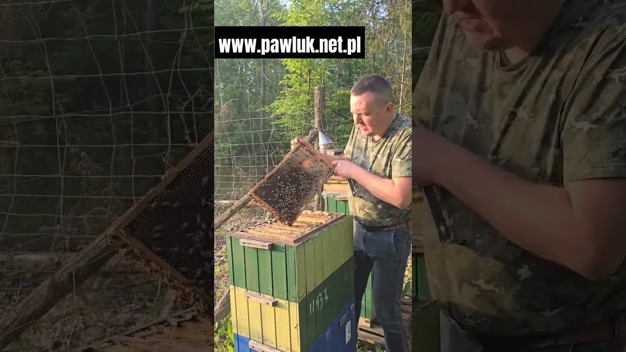 http://www.pawluk.net.pl #matkapszczela #matkipszczele #buckfast  #beekeeping #pszczelarstwo #viral