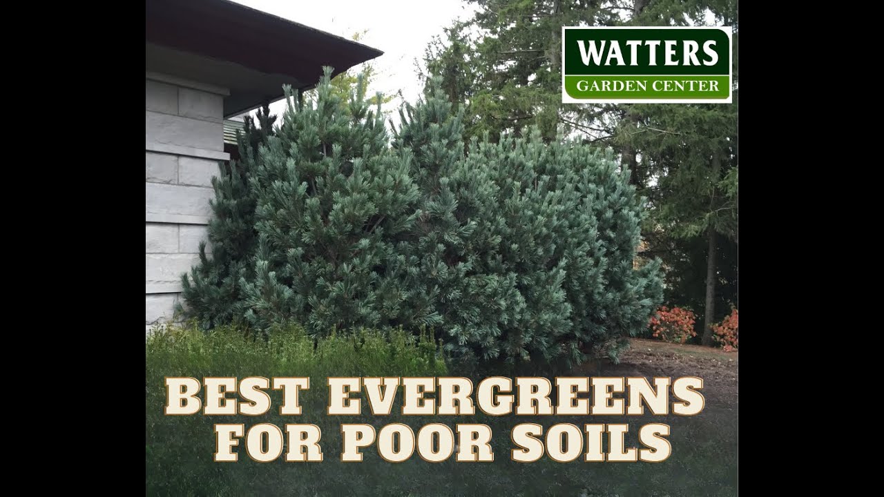 Best Evergreens for Poor Soils YouTube