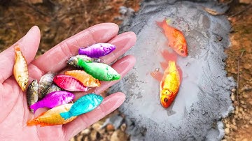 Bắt cá cảnh lạ mắt trong ao nhỏ, cá bảy màu cỏ, cá rồng đỏ, cá nhỏ, cá chép vàng #cávàng #fishing