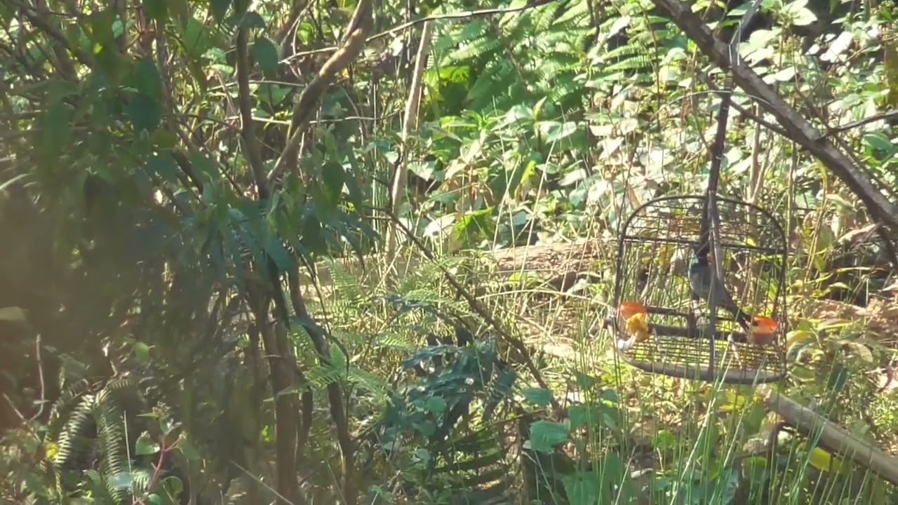 Bẫy đấu Chào mào mồi ché đề bổi. 