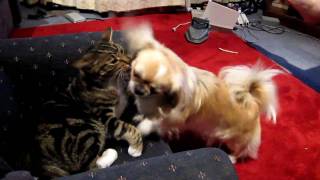 Tibetan spaniel and our cat playing by Mitchmono 32,560 views 14 years ago 1 minute, 45 seconds