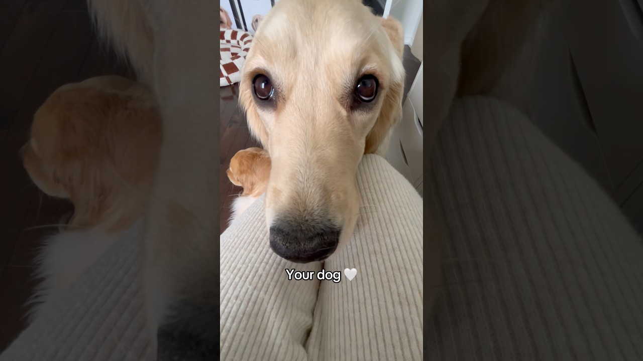 They love you more than themselves 🥺❤️ 