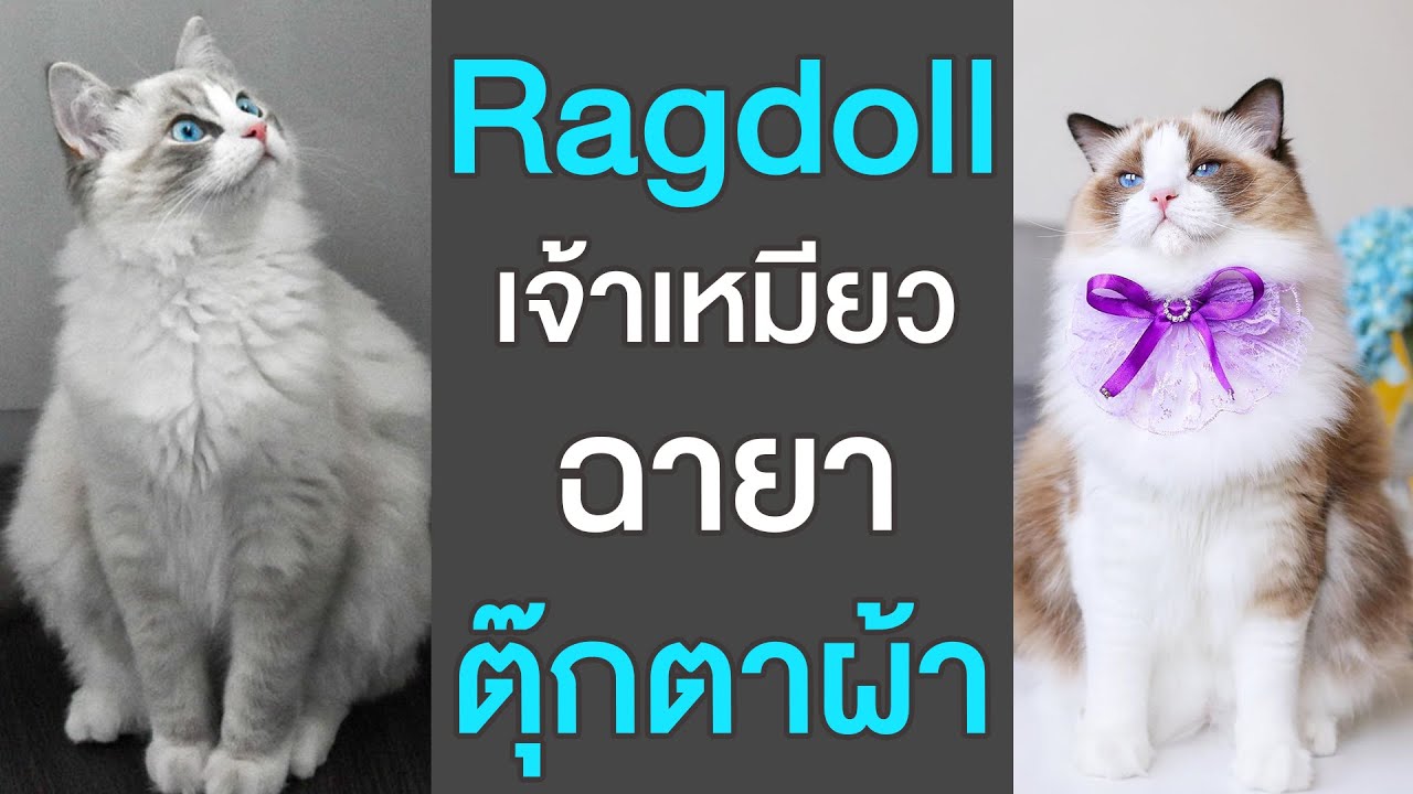 EP13 : Ragdoll Cat เจ้าเหมียวฉายา \