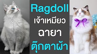 EP13 : Ragdoll Cat เจ้าเหมียวฉายา "ตุ๊กตาผ้า" : จะน่ารักขนาดไหน มีนิสัยใจคอเป็นยังไง เลี้ยงยากมั้ย