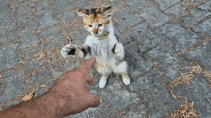 Video 10222021: kittens persian cat tabby, food tabby cat persian, kitten cute persian tabby, persian cat kitten sweet, cat kitten adorable persian