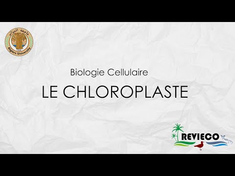 Vidéo: Quand le chloroplaste se transforme-t-il en chromoplaste ?